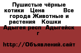 Пушистые чёрные котики › Цена ­ 100 - Все города Животные и растения » Кошки   . Адыгея респ.,Адыгейск г.